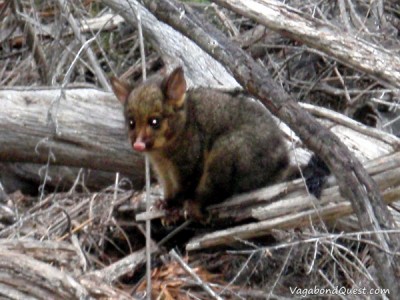 Baby Possum 