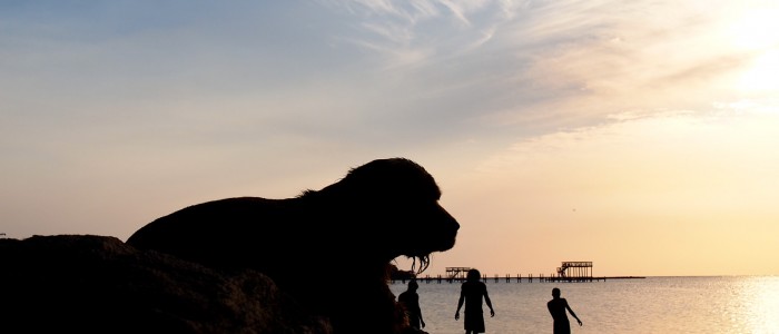 Silhouette of a wet dog