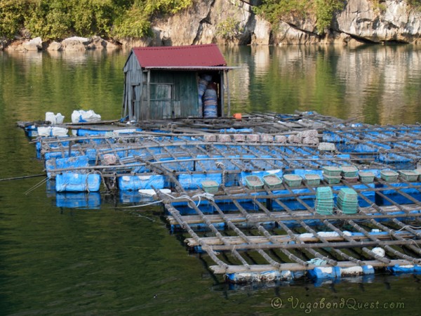 Floating Mussle Farms in Halong Bay