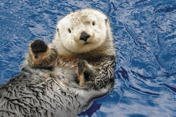 Sea otter at the Vancouver Aquarium in Stanley Park, Vancouver.