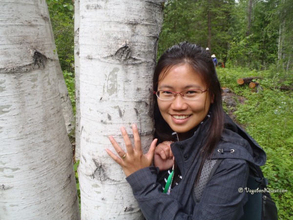 Bear claw marking on a tree