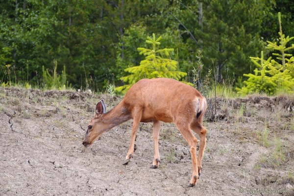 Deer in Wells Gray