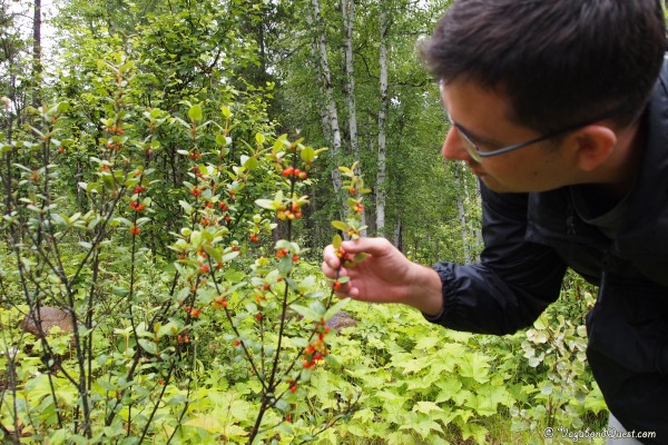 Soapberry