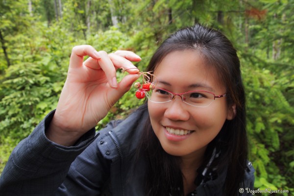 Wild strawberry