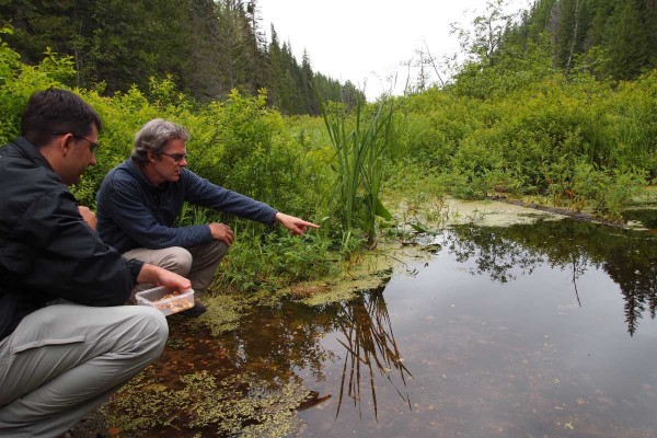 A swamp in Wells Gray