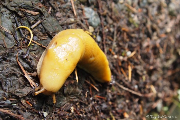 Banana slug