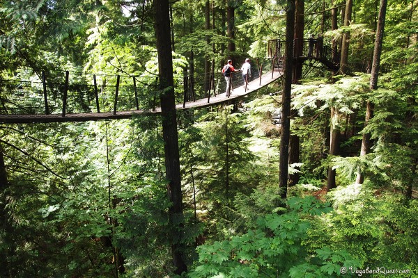 Treetops Adventure