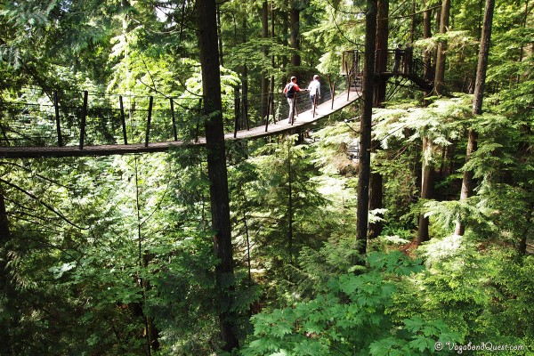 Treetops Adventure