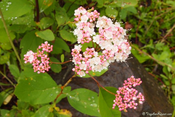 Pink flowers