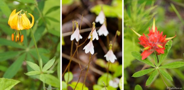 Some wild flowers of Wells Gray